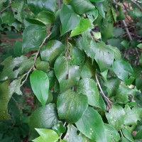 Dovyalis hebecarpa (Gardner) Warb.